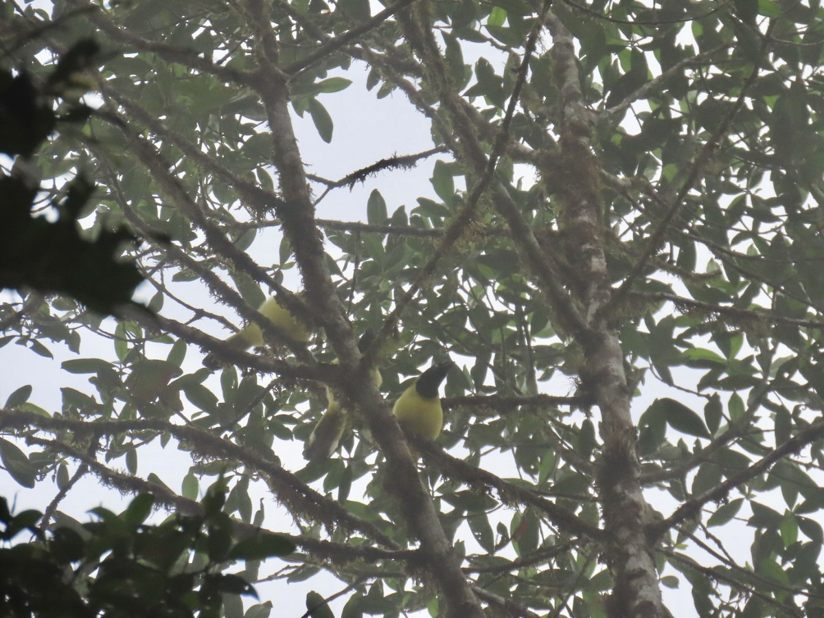 Green Jay - ML646934912