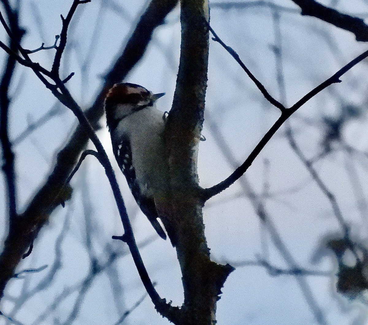 Downy Woodpecker - ML646934913