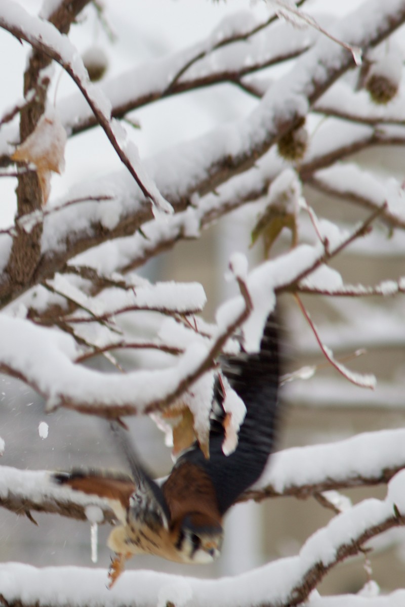 American Kestrel - ML646934914
