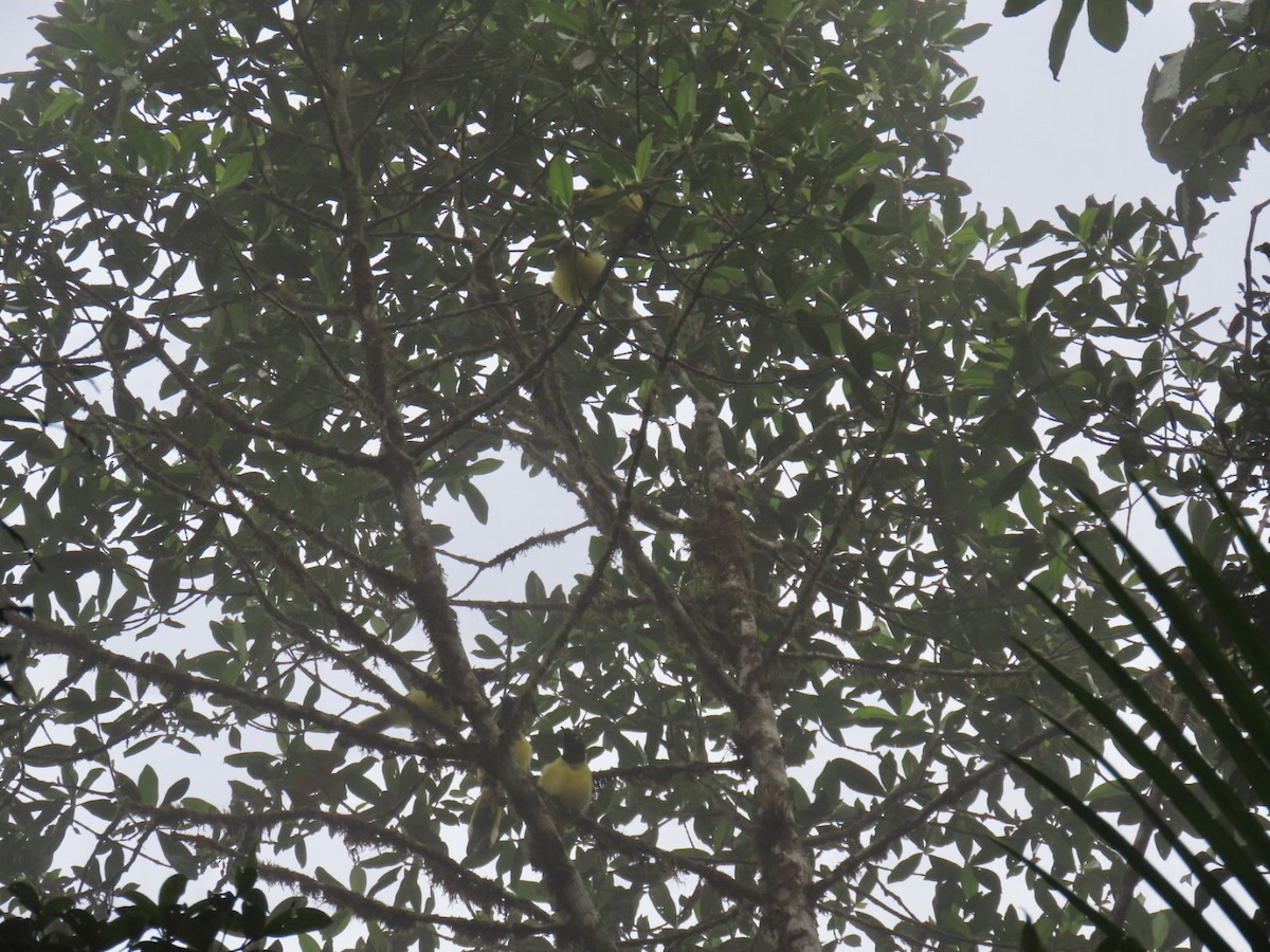 Green Jay - ML646934915