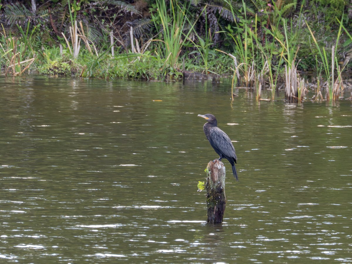 Neotropic Cormorant - ML646934918