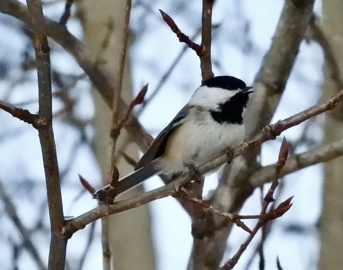 Black-capped Chickadee - ML646934919