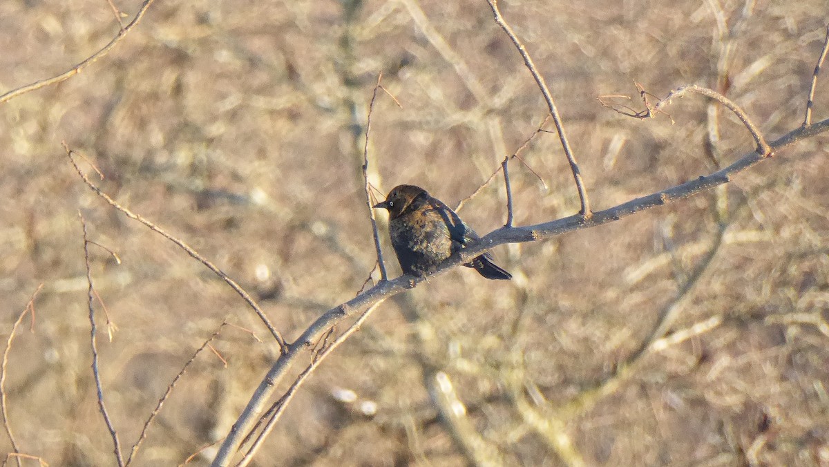 Rusty Blackbird - ML646934920