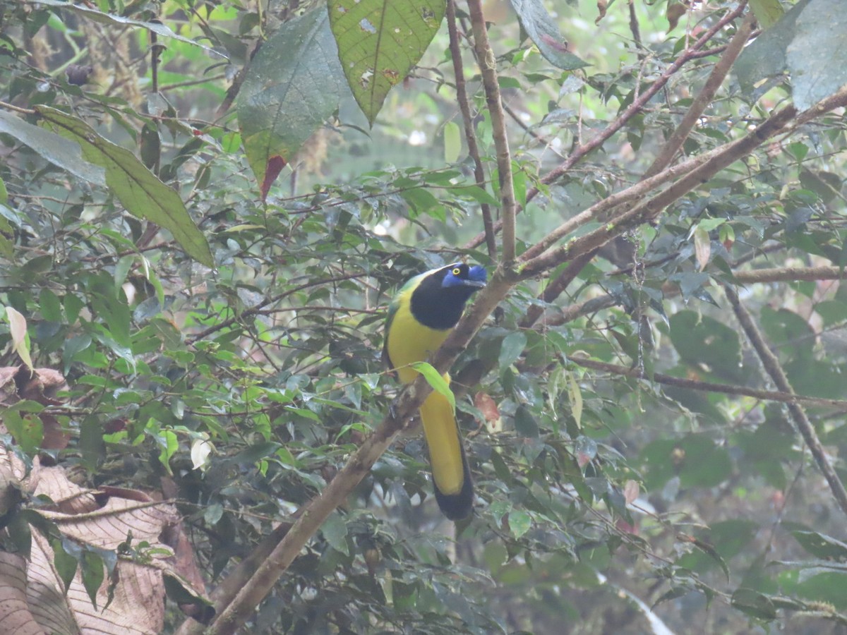 Green Jay - ML646934921