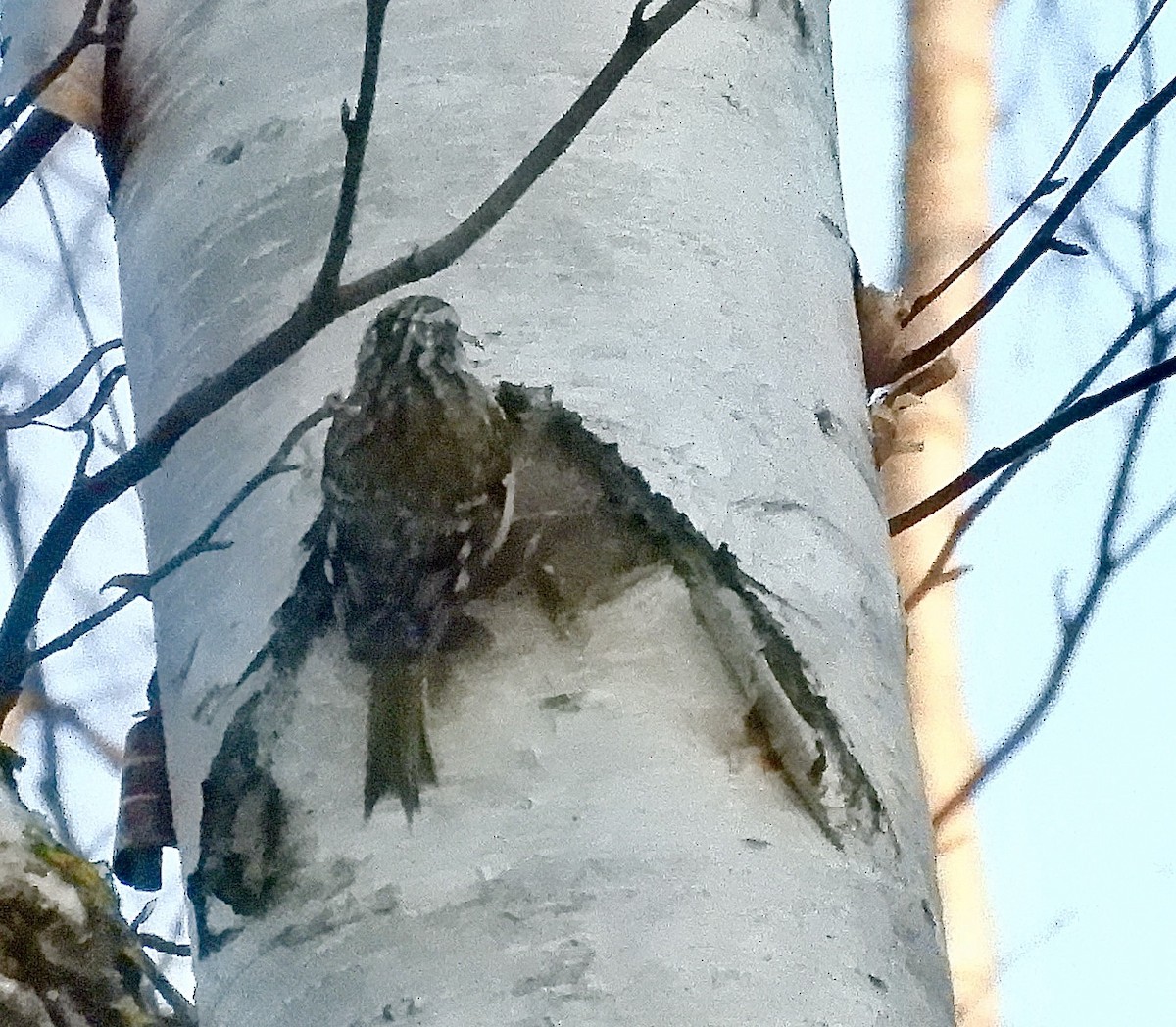 Brown Creeper - ML646934922