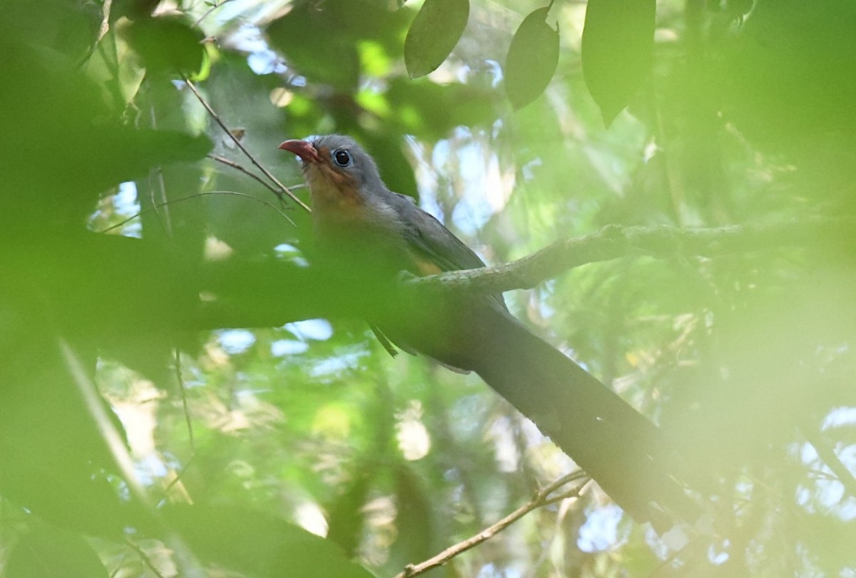 Red-billed Malkoha - ML646934923