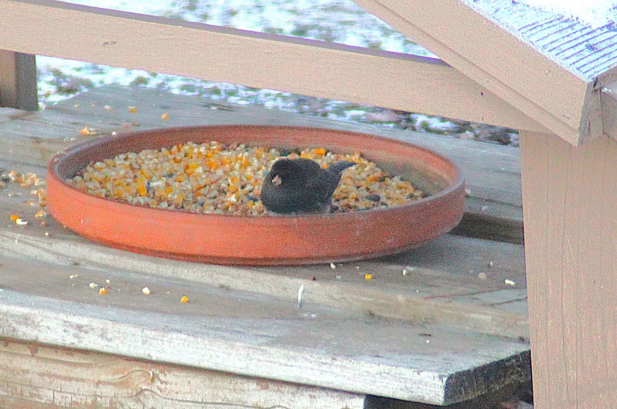 Dark-eyed Junco - ML646934925