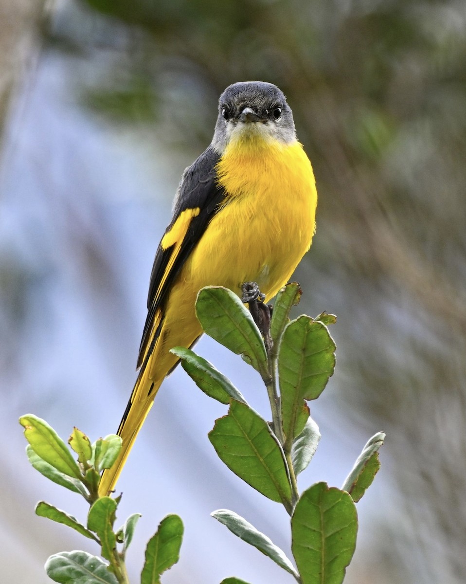 Gray-chinned Minivet - ML646934926