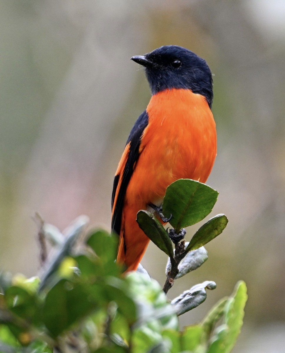 Gray-chinned Minivet - ML646934927