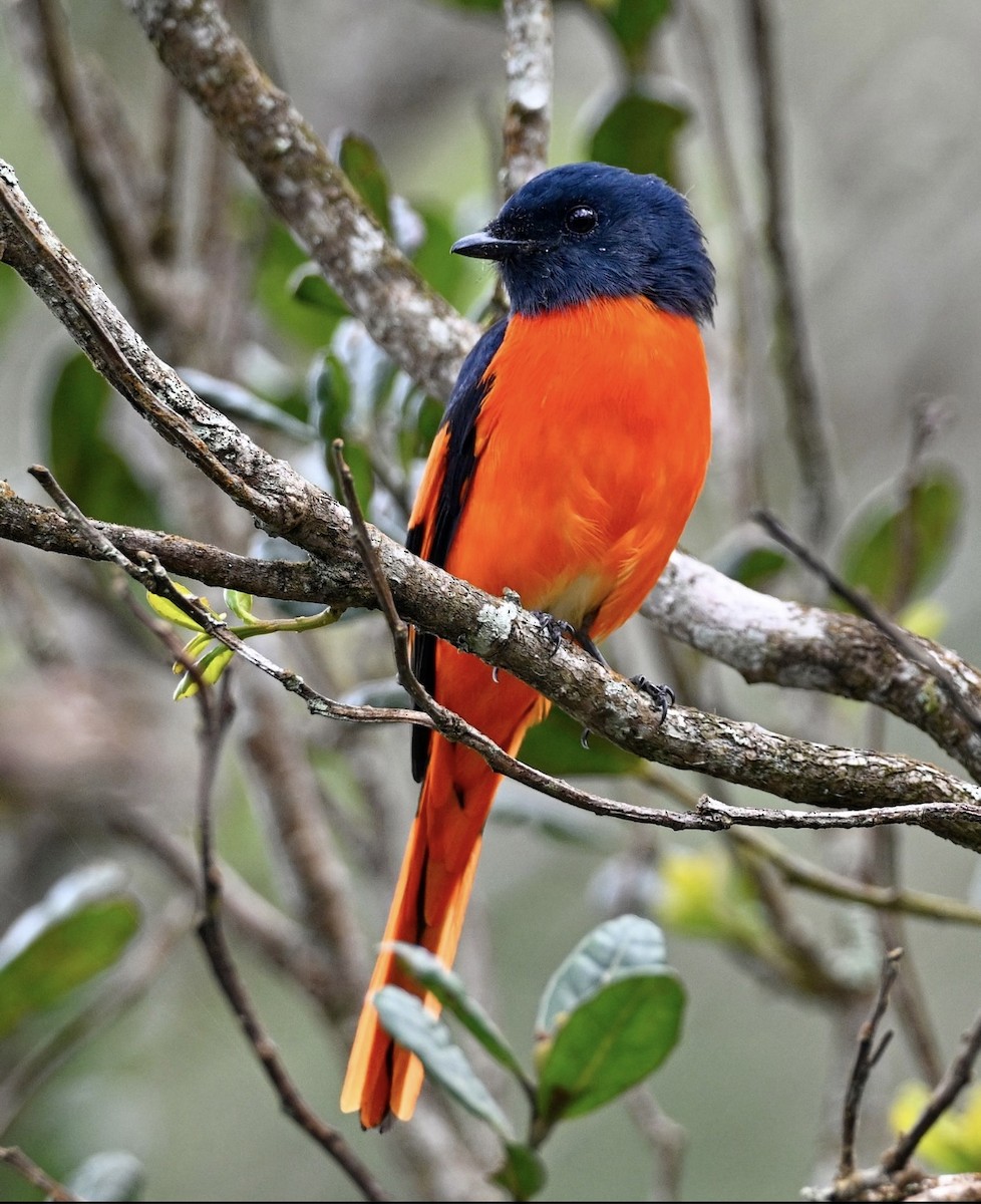 Gray-chinned Minivet - ML646934928