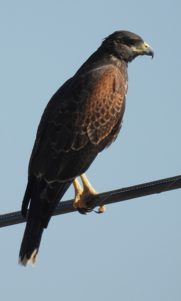 Harris's Hawk - ML646934932