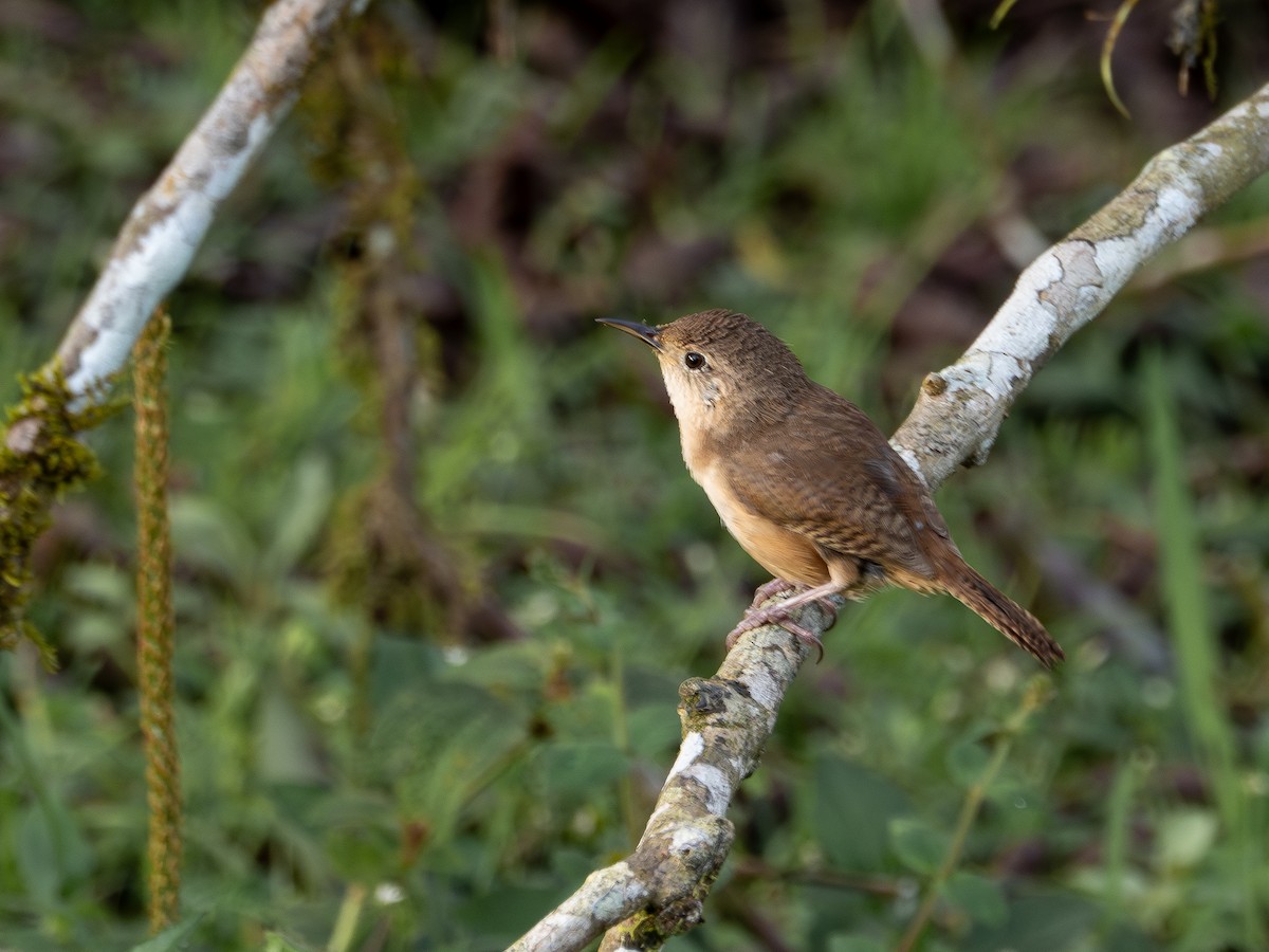Chochín Criollo Sureño - ML646934933
