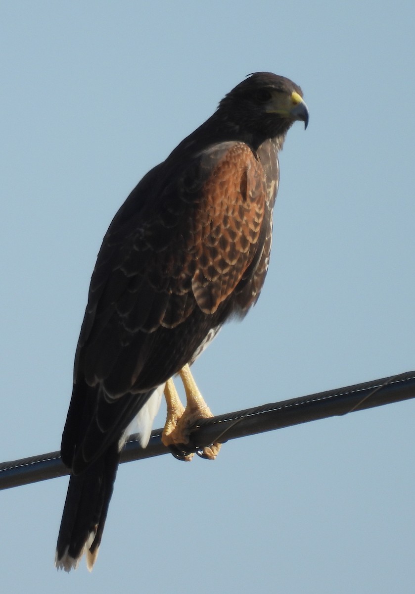Harris's Hawk - ML646934934