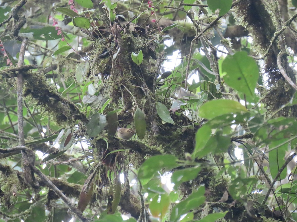 Волоочко гірське - ML646934935