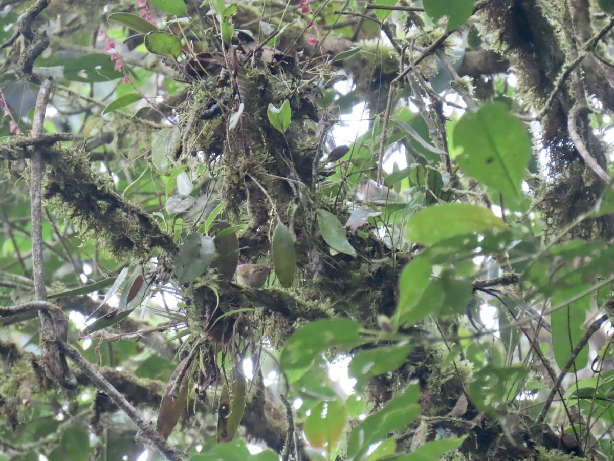 Волоочко гірське - ML646934936