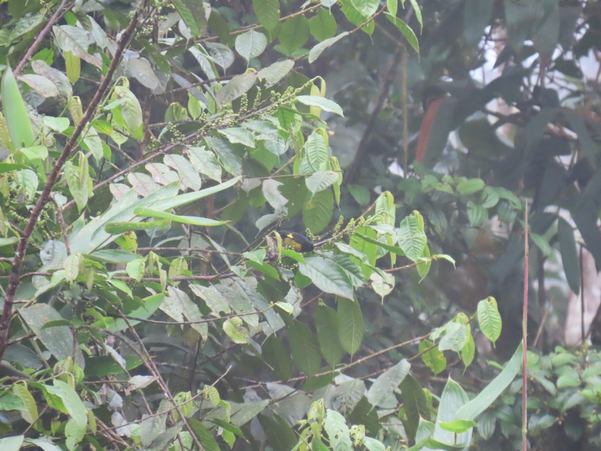 Yellow-bellied Siskin - ML646934966