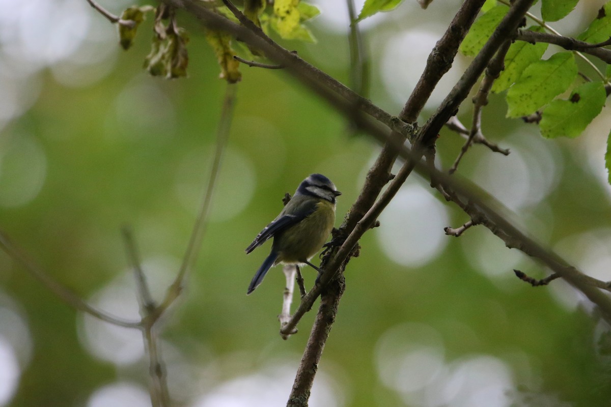 Eurasian Blue Tit - ML646934972