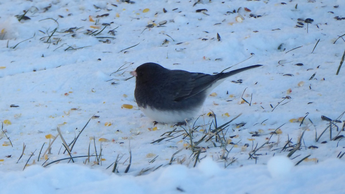 Dark-eyed Junco (Slate-colored) - ML646934973
