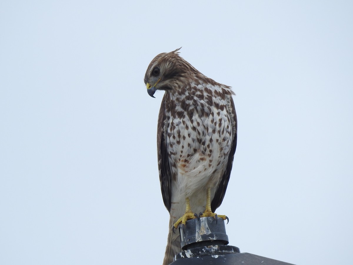 カタアカノスリ - ML646934974