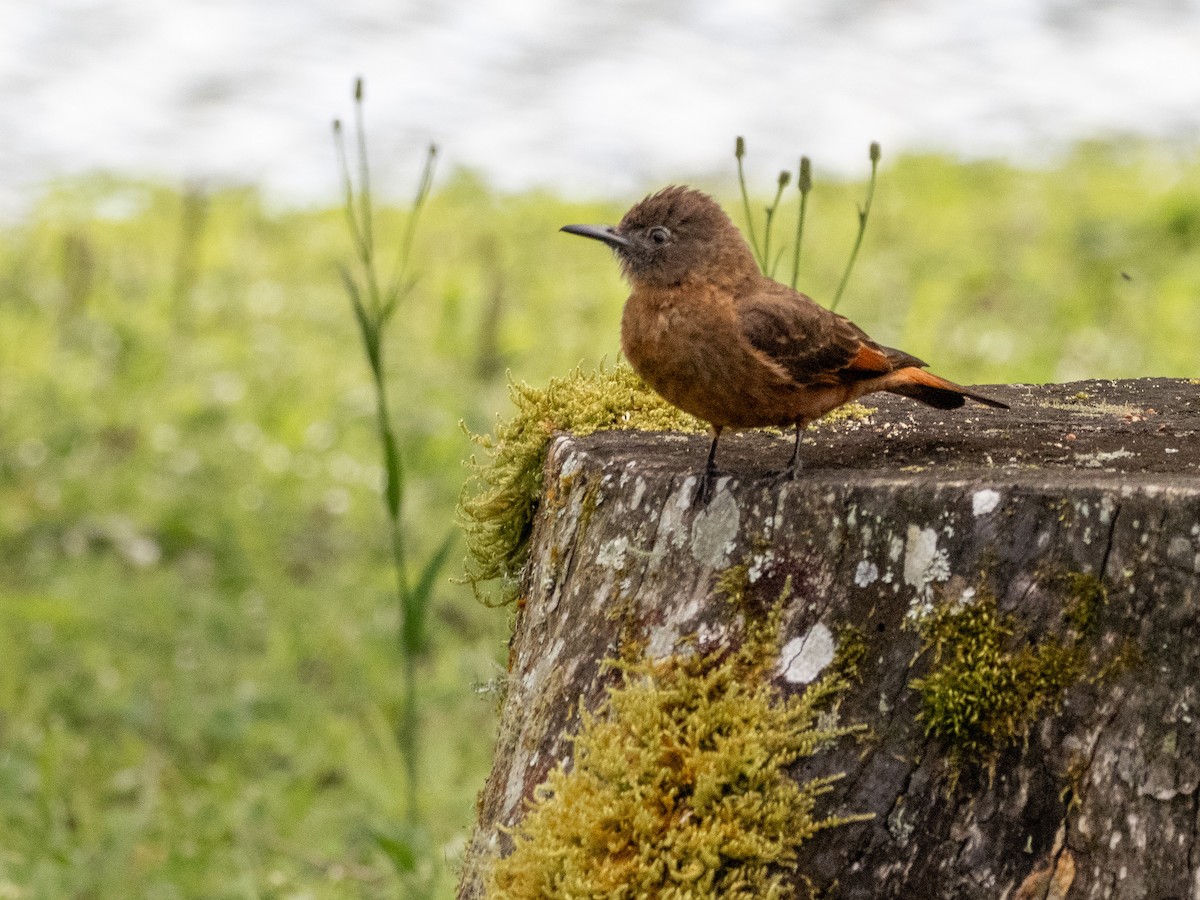 Birro Roquero - ML646934976