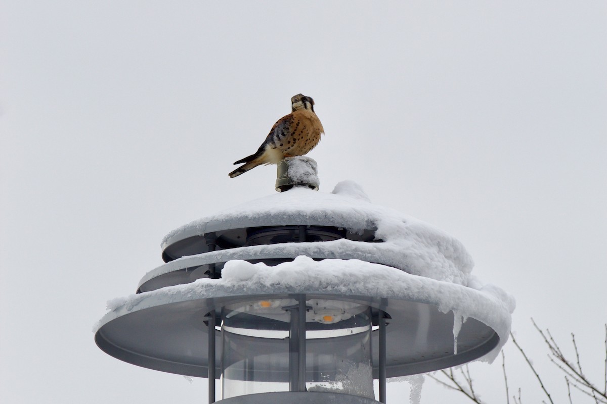 American Kestrel - ML646934985