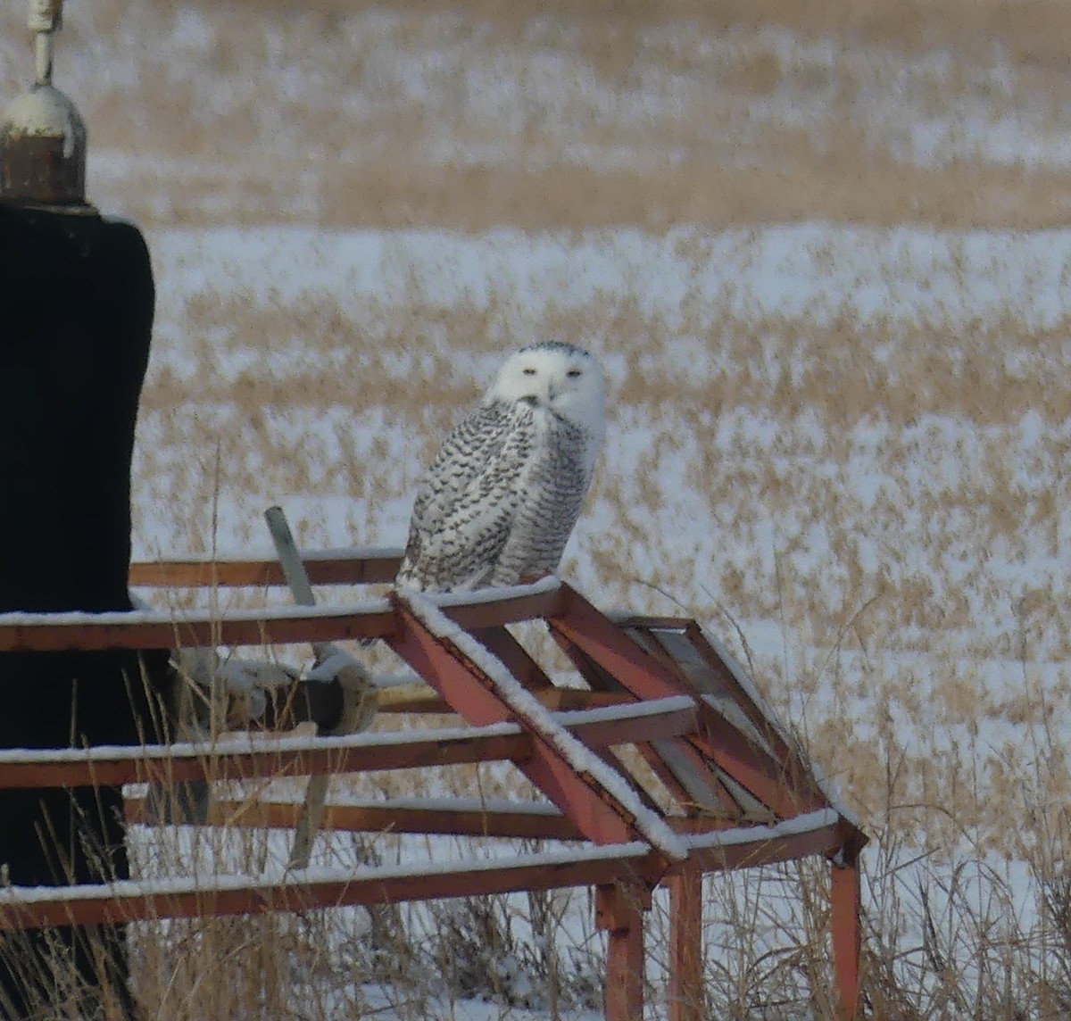 Snowy Owl - ML646934987
