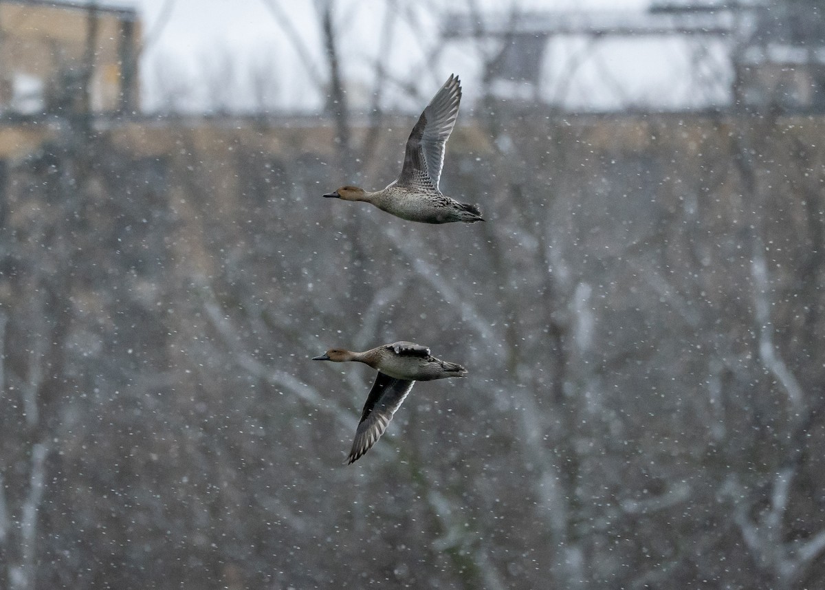 Kılkuyruk - ML646934997