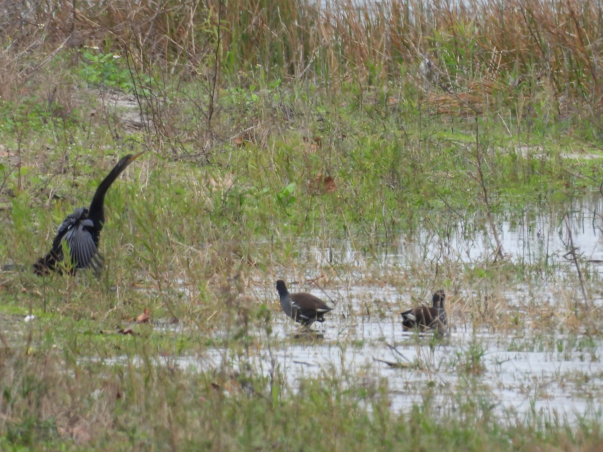 slípka americká - ML646935003