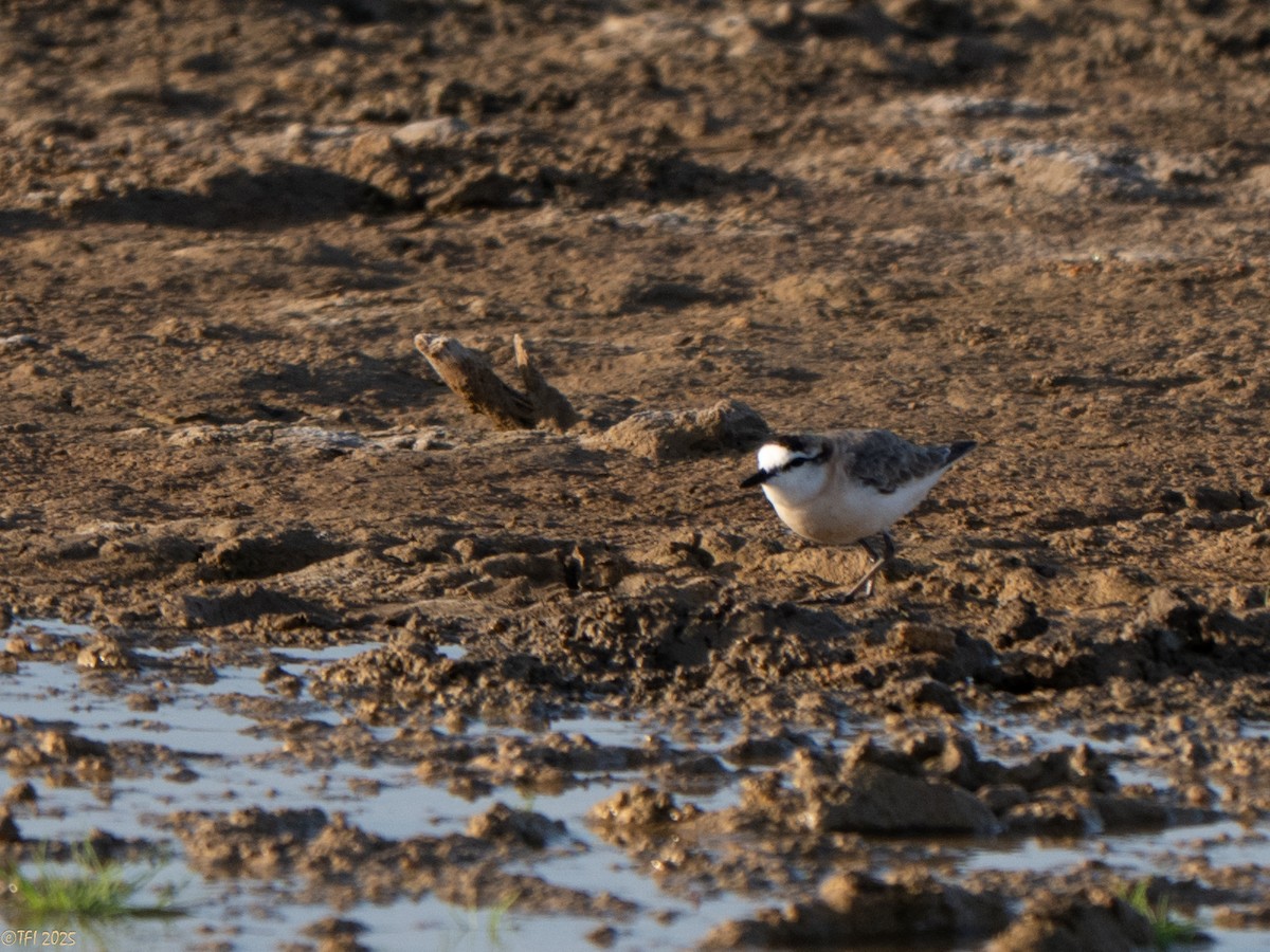 White-fronted Plover - ML646935004