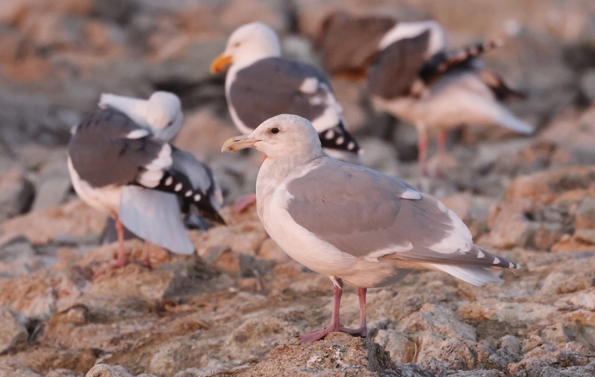 雑種 アメリカセグロカモメ ｘ ワシカモメ - ML646935005