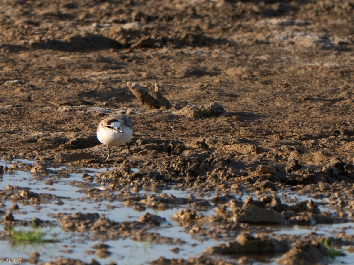 White-fronted Plover - ML646935006