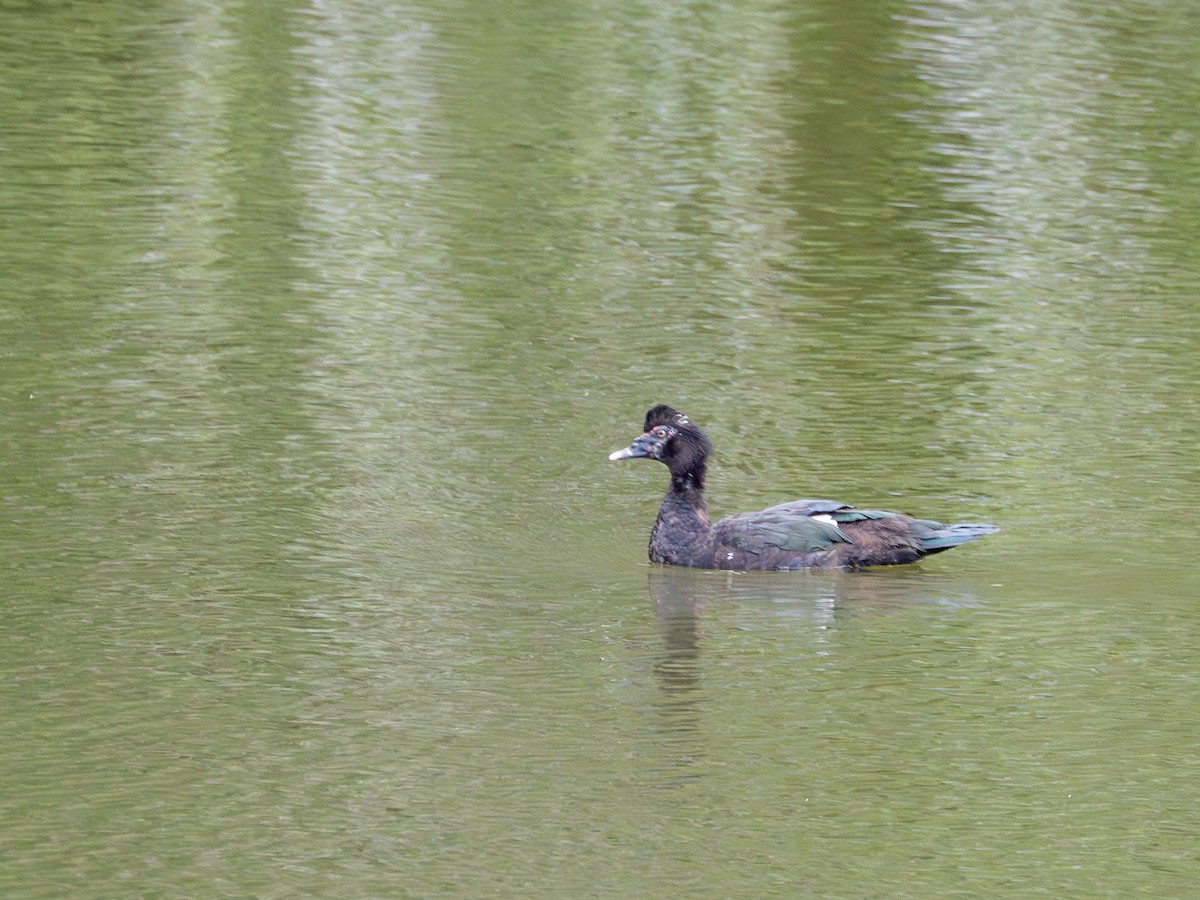 Pato Criollo - ML646935012