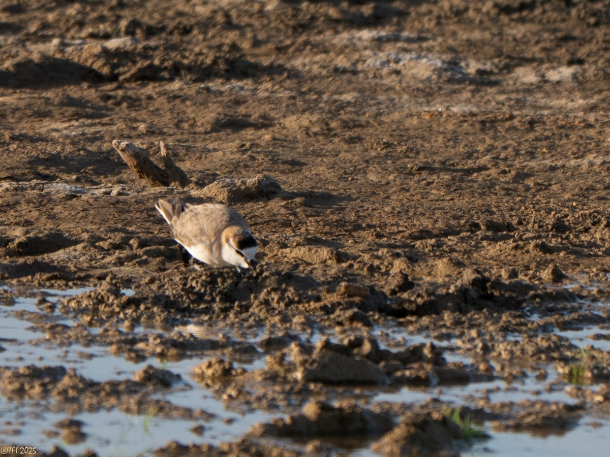 White-fronted Plover - ML646935014