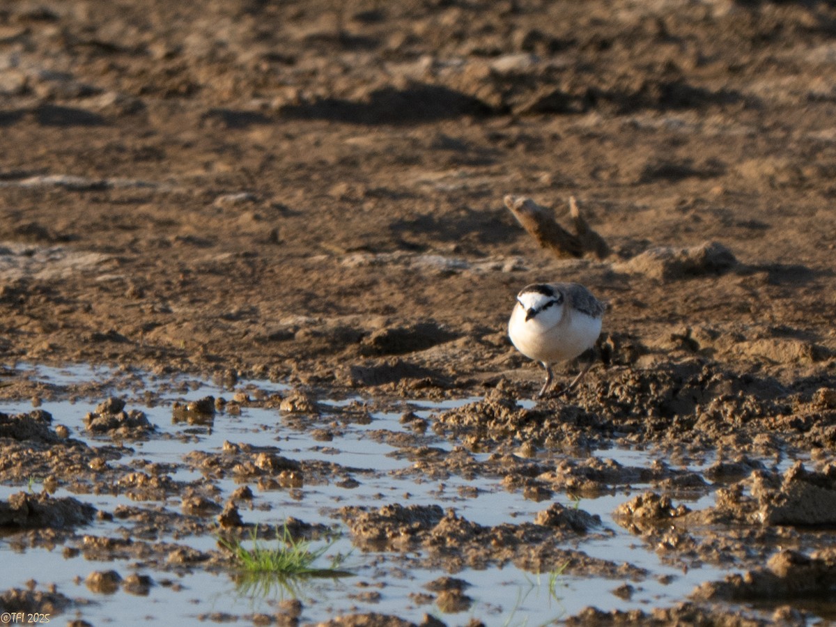 White-fronted Plover - ML646935021