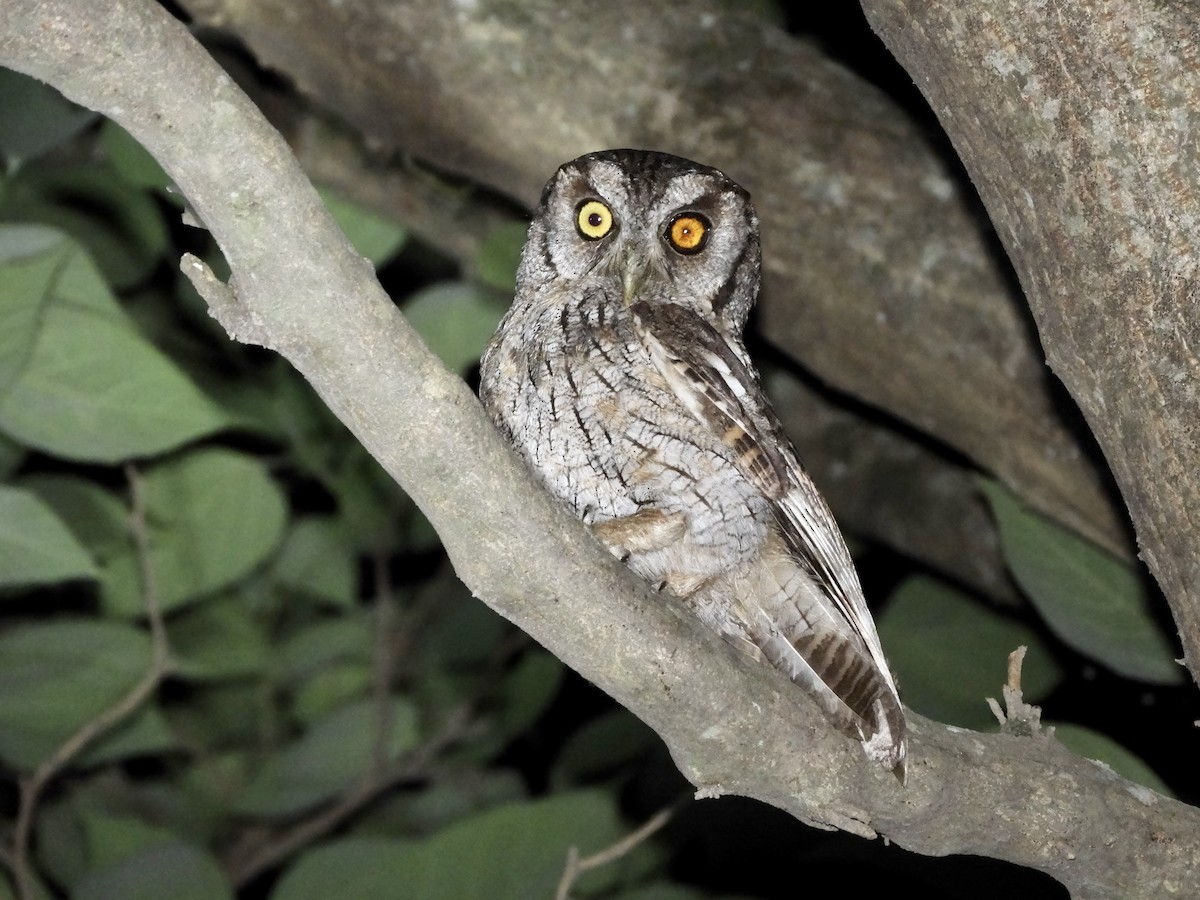 Petit-duc choliba - ML646935022