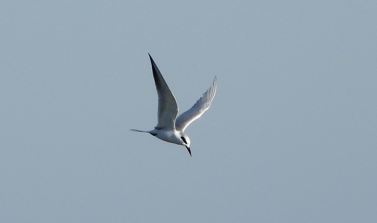 Крячок неоарктичний - ML646935027