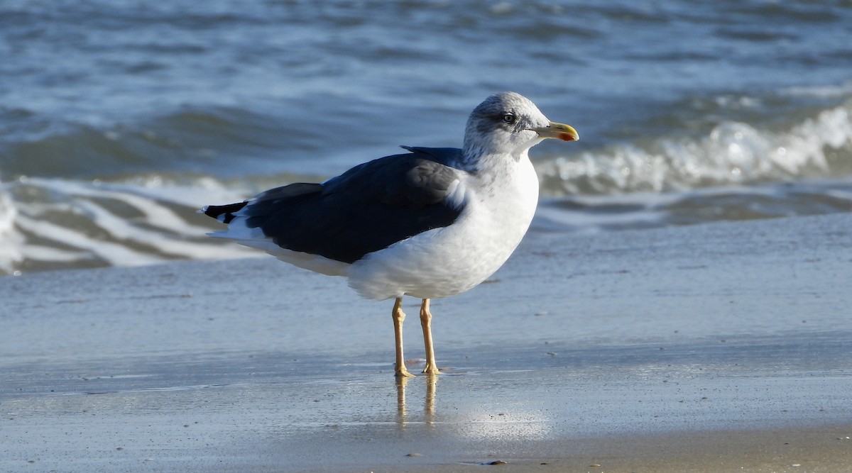 Мартин чорнокрилий - ML646935028