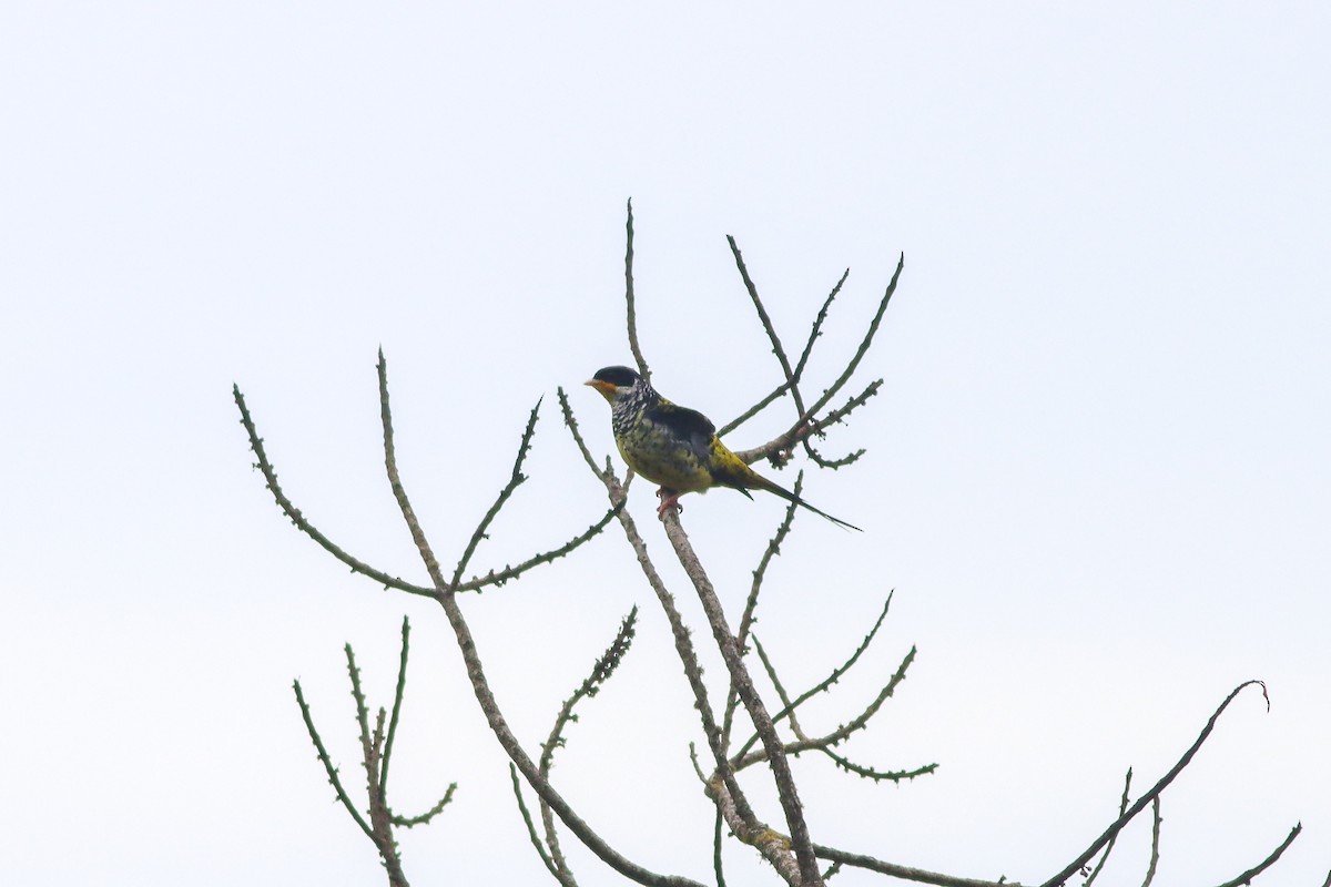 kotinga vlaštovčí - ML646935029