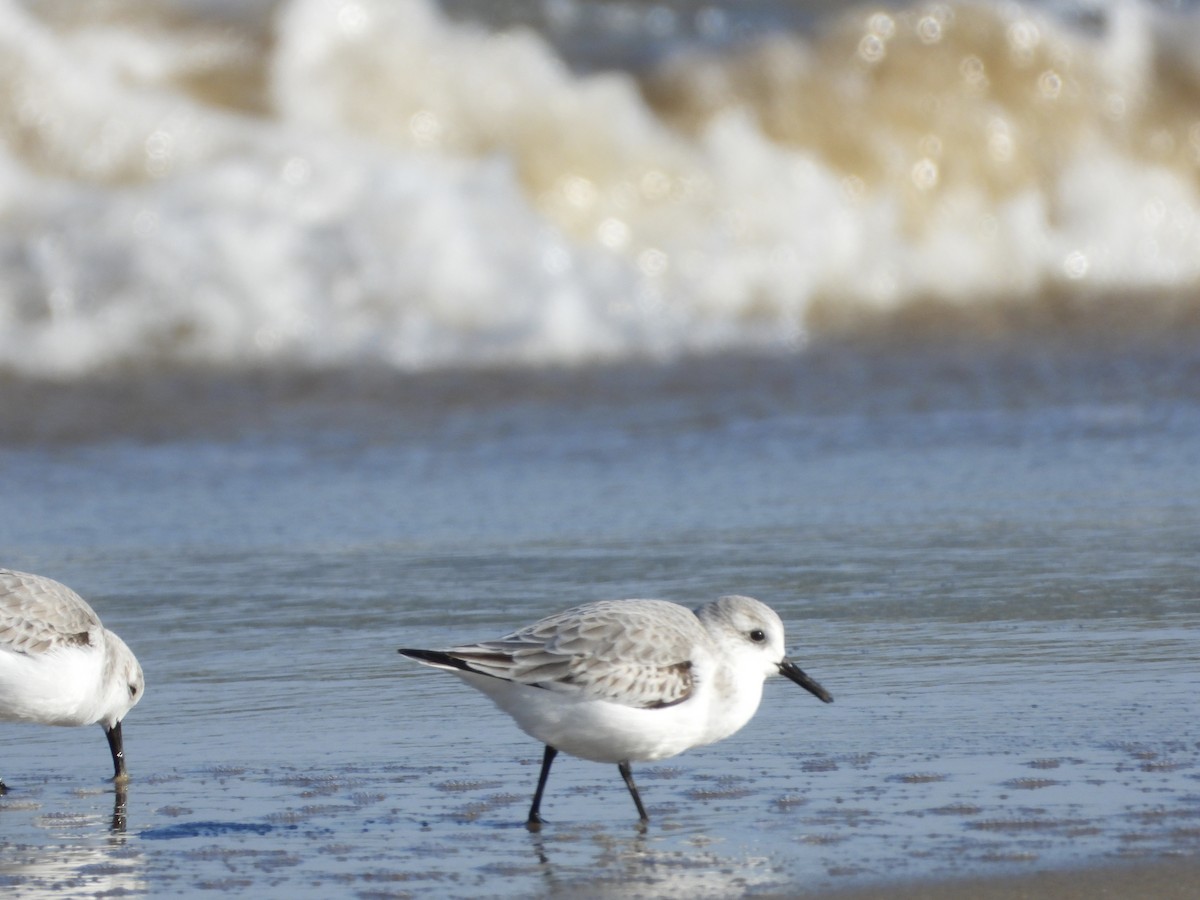 Побережник білий - ML646935030