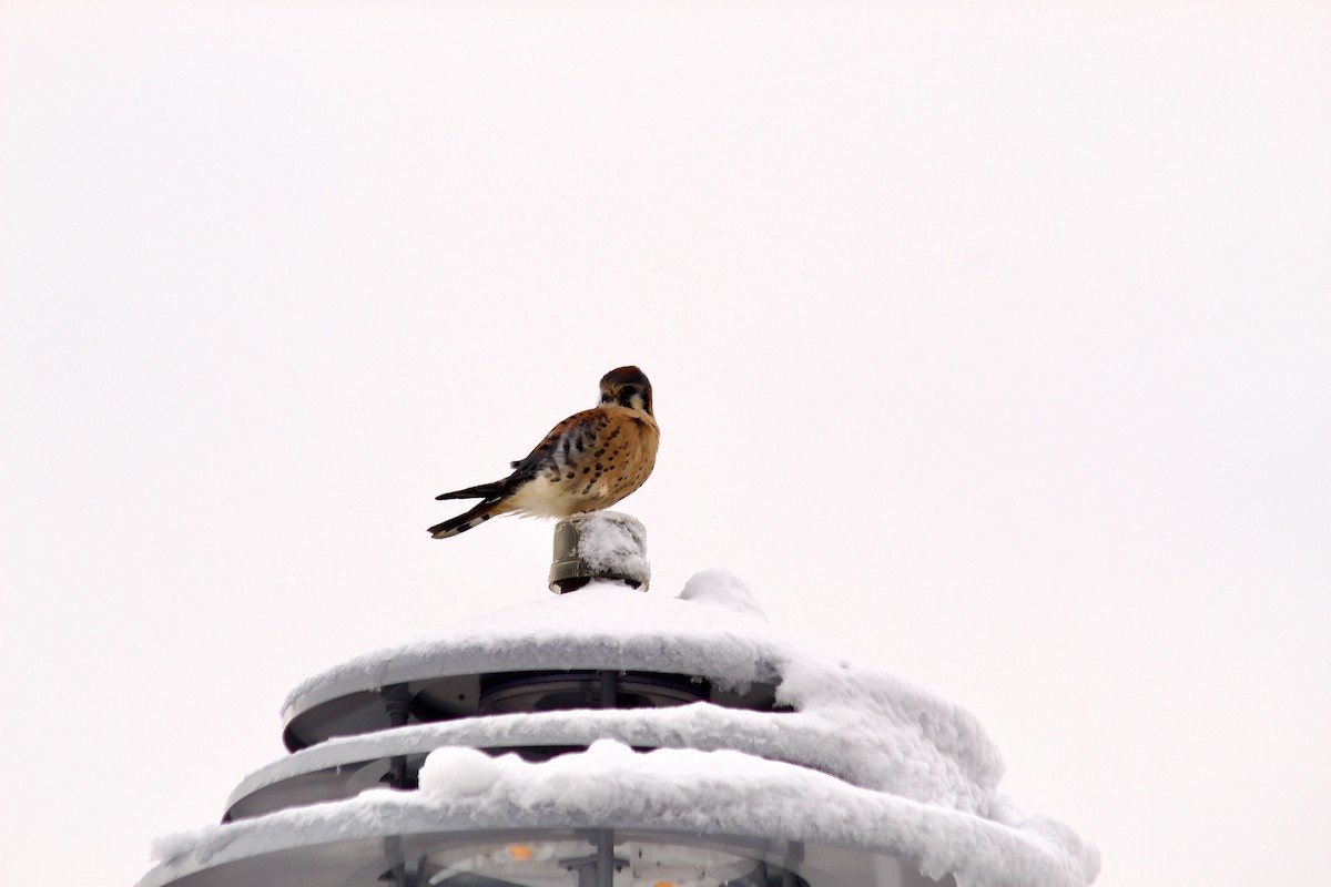American Kestrel - ML646935031