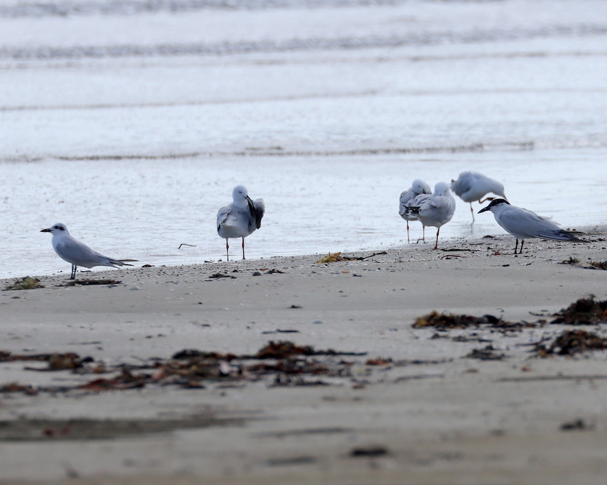 Крячок чорнодзьобий - ML646935032