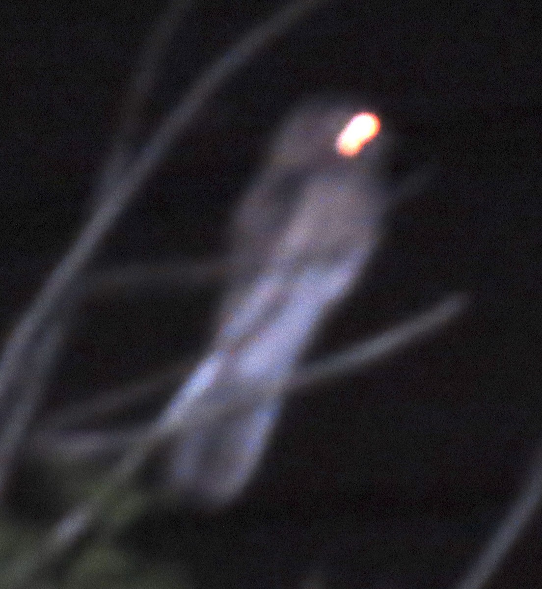 Klagetagschläfer - ML646935039