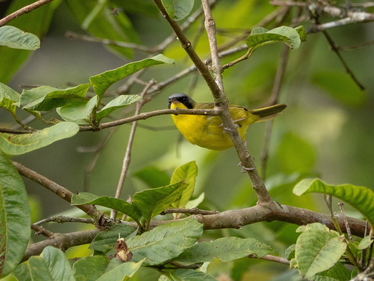 Mascarita Sureña - ML646935041
