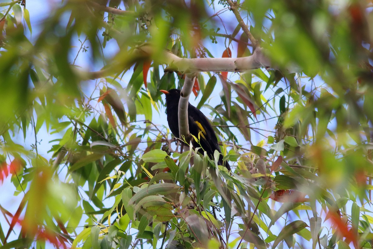 kotinga zlatočerná - ML646935053