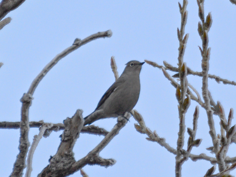 lesňák západní - ML646935056