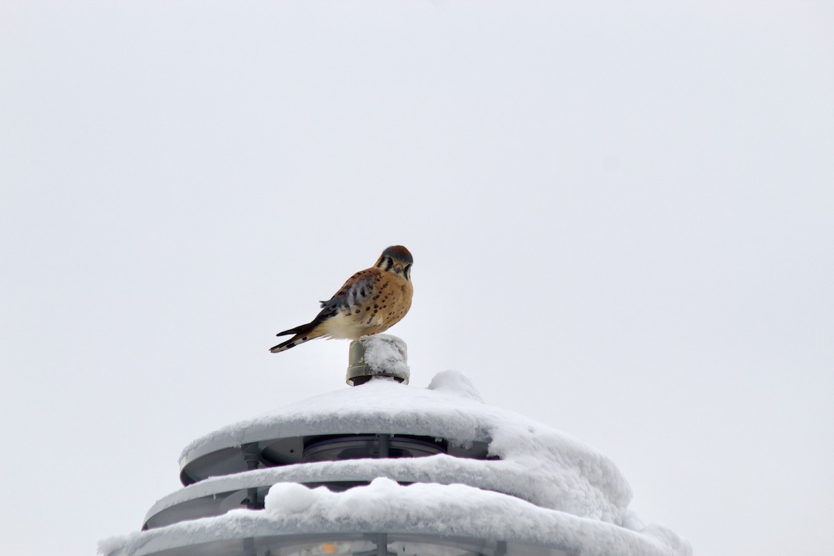 American Kestrel - ML646935057