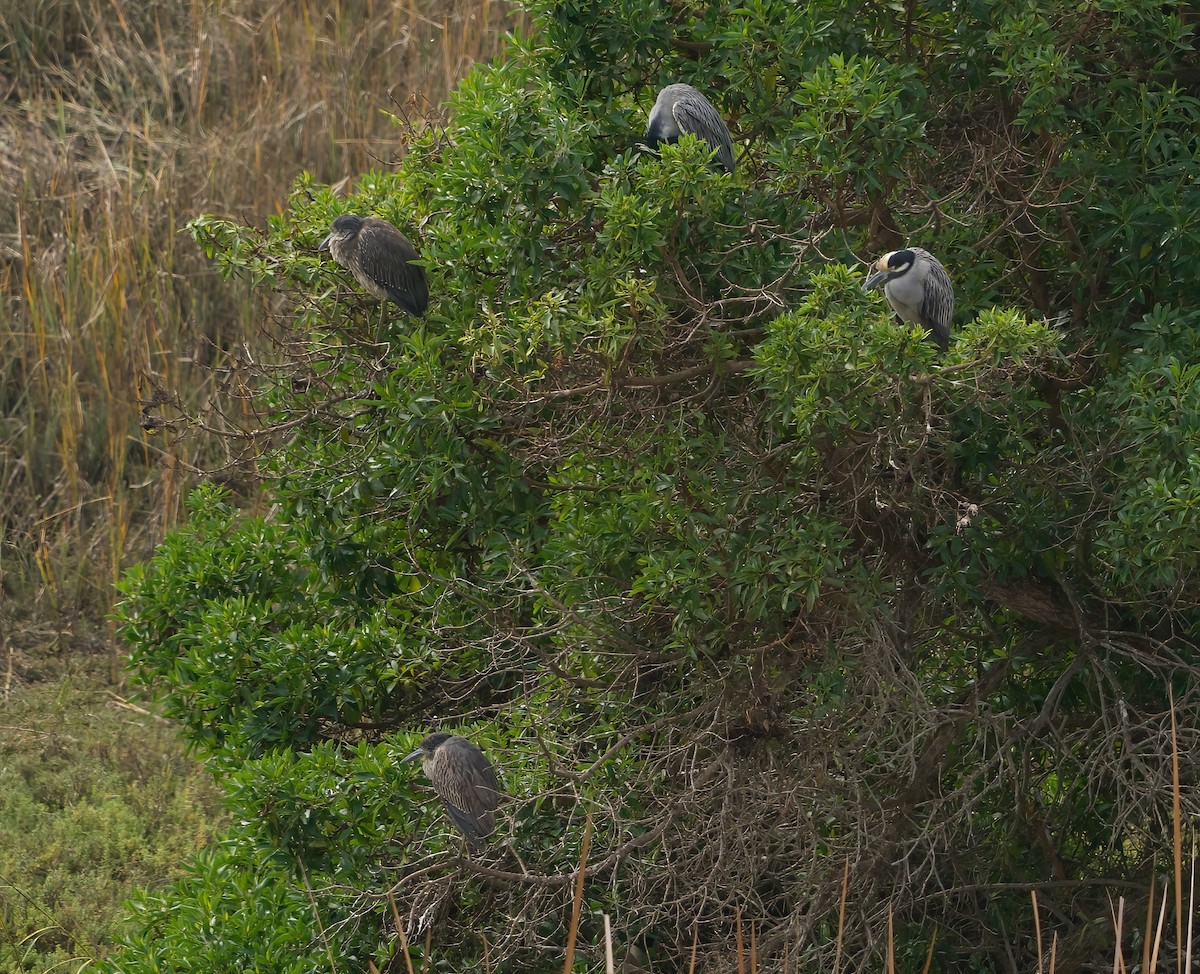 Yellow-crowned Night Heron - ML646935070