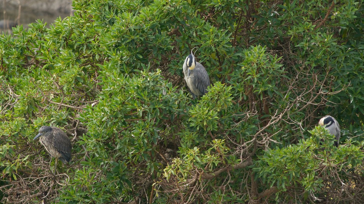Yellow-crowned Night Heron - ML646935071