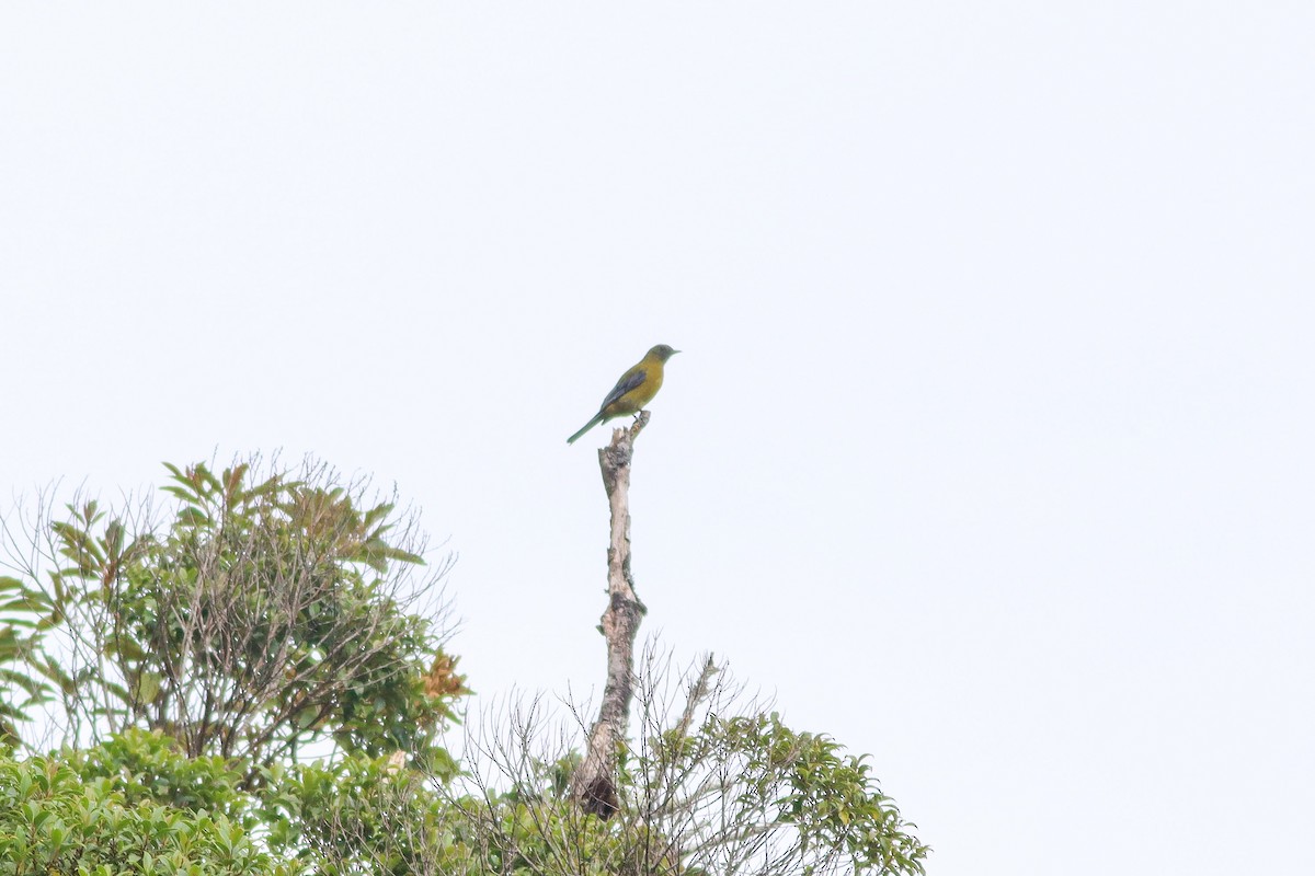 kotinga šedokřídlá - ML646935073