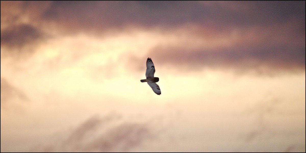 kalous pustovka - ML646935074